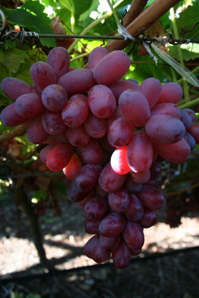 growing grapes